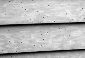 What is Artillery Fungus?